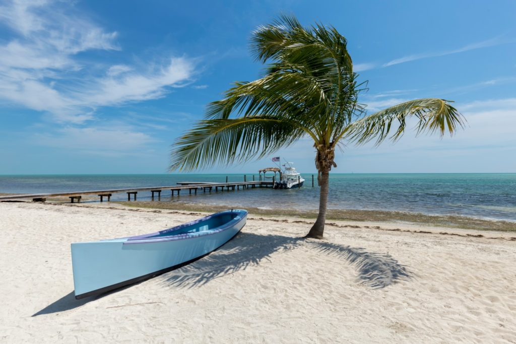 white canoe near palm tree